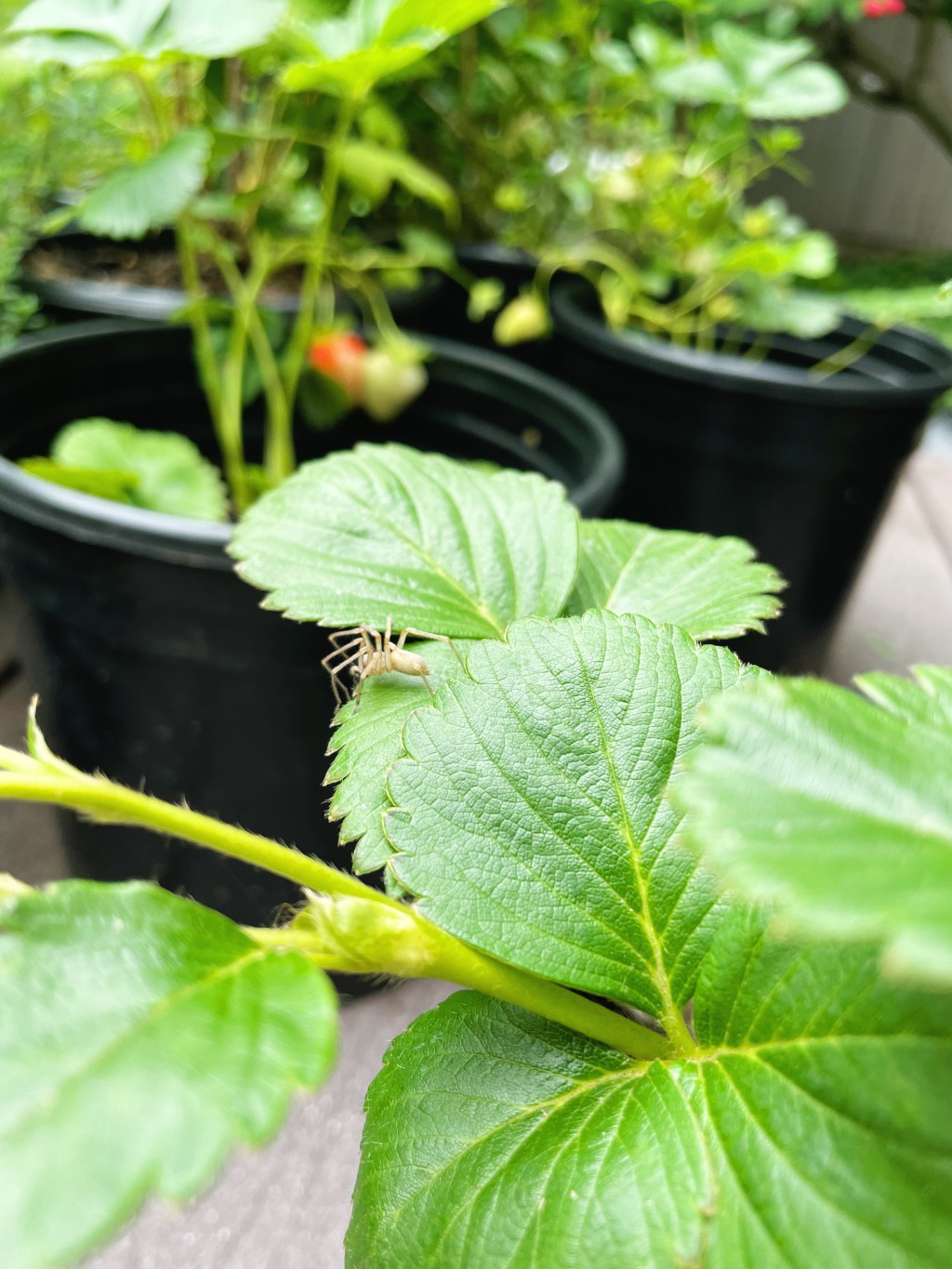 Gardening With Intention